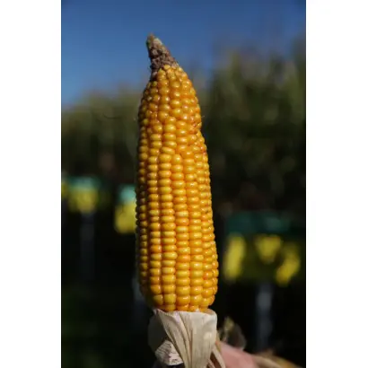 SL Enormo / СЛ Енормо