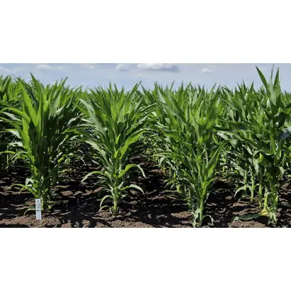 STINE 9714 / СТАЙН 9714