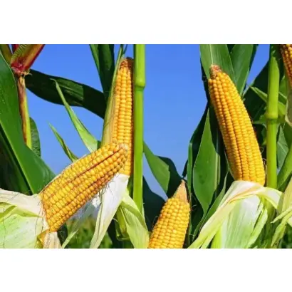 STINE 9808HP / СТАЙН 9808ХП