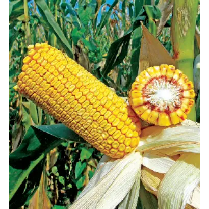 Sphinxx / Сфінккс