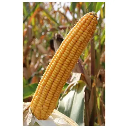 Talentro / Талентро