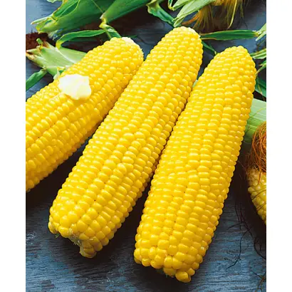 TEXERO / ТЕКСЕРО