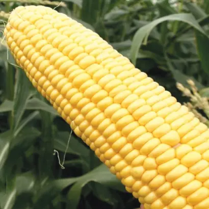 Farmrock / Фармрок