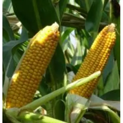 Fatale / Фаталь