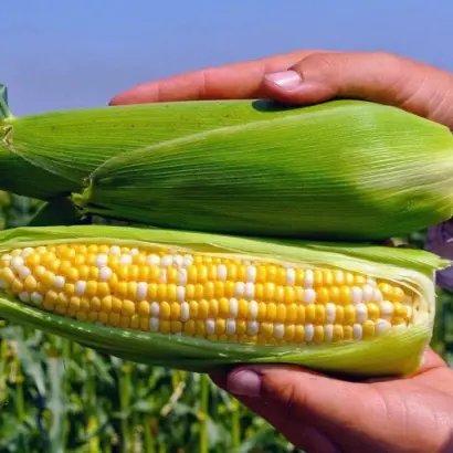 PHILIPPEEN / ФІЛІППІН