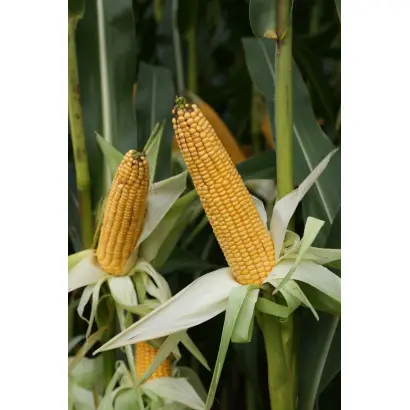 Filmeno / Філмено