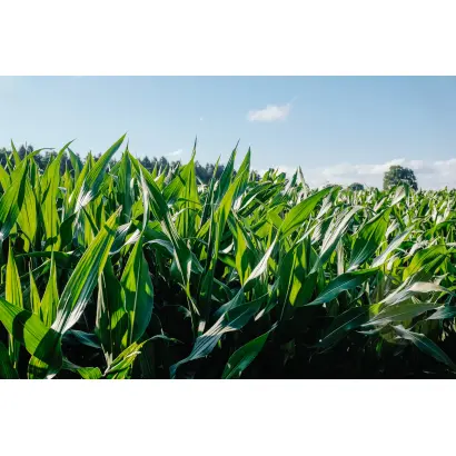 HONOREEN / ХОНОРІН