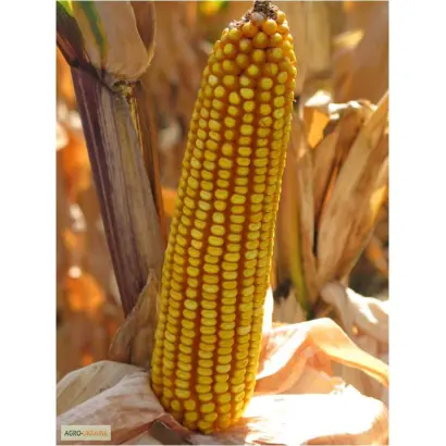 Sarolta / Шаролта