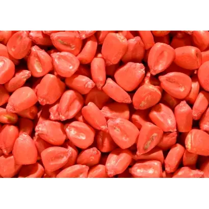 Aaspeed / Ааспід