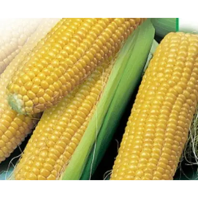 Адоніс 180 СВ