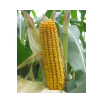 Axelle / Акселль