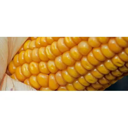 Alduna / Альдуна