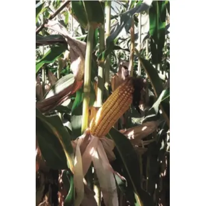 Amanita / Аманіта