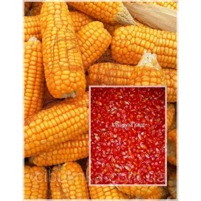 Анатолієвський 246 МВ