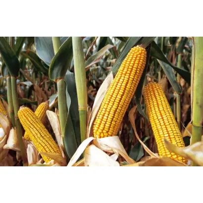 Anjou 400 / Анжу 400