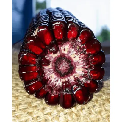 ARRAKIS / АРРАКІС