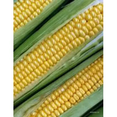 AS 13280 / АС 13280