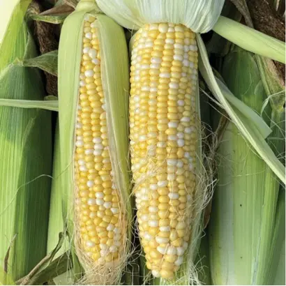 AS 14255 / АС 14255