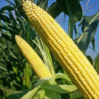 AS 14273 / АС 14273