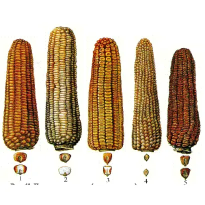 AS 14275 / АС 14275