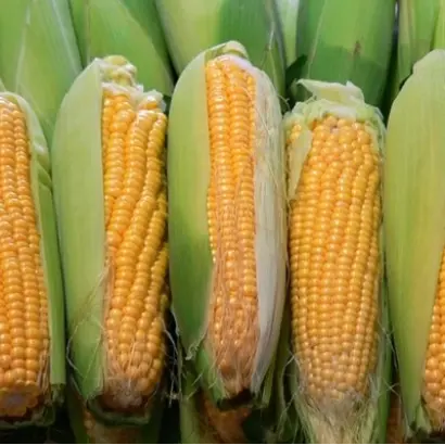 AS 33007 / АС 33007