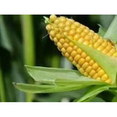 AS 35001 / АС 35001