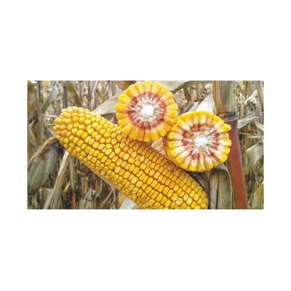 AS 35003 / АС 35003