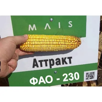 Attract / Аттракт