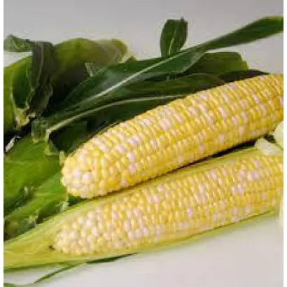 Baxxos / Баксос