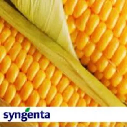 Bali CS / Балі КС