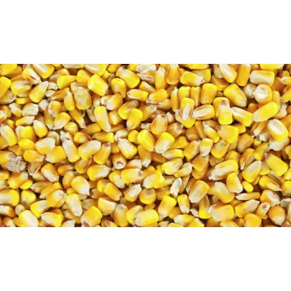 BALISTO / БАЛІСТО