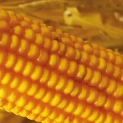 Belugi CS / Белуджі КС