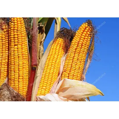 Бистриця 400 МВ