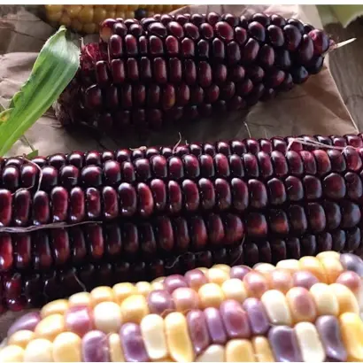 Borgi CS / Боргі КС