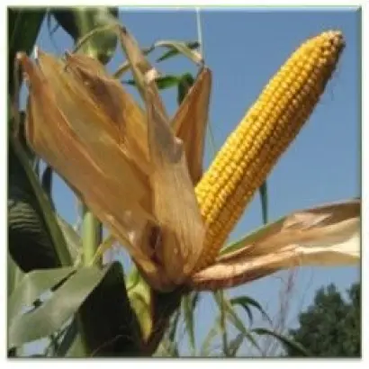 Борисфен 191 МВ