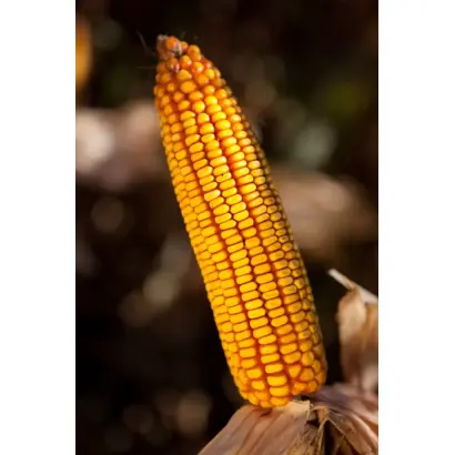 Борисфен 301 МВ