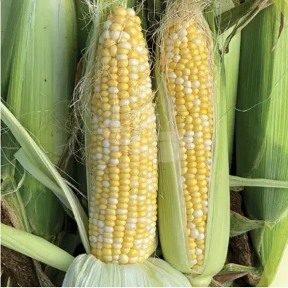 Борисфен 433 МВ