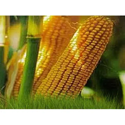 Bressi CS / Брессі КС