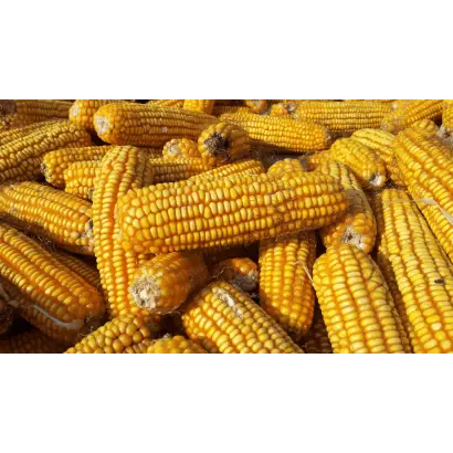 Brixxo / Брікксо