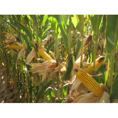 Василів 273 СВ