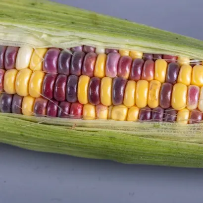 Wikana / Вікана