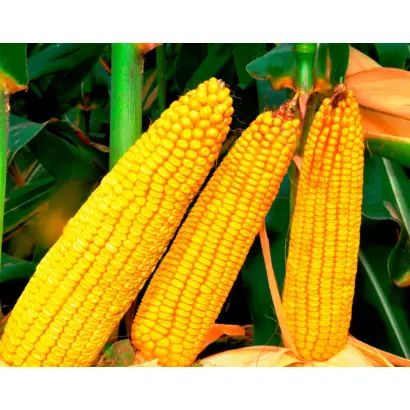 Гіаліт 391 МВ