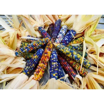 GUIMAUVE / ГІМОВ