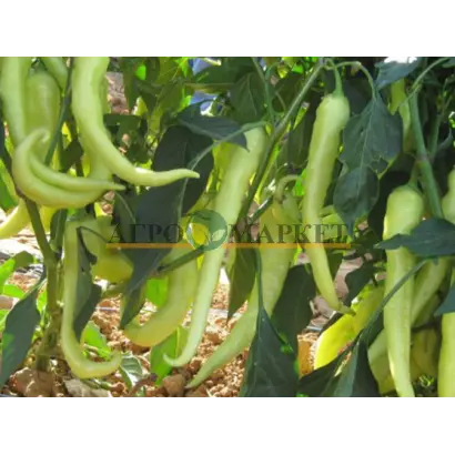 Gomera / Гомера