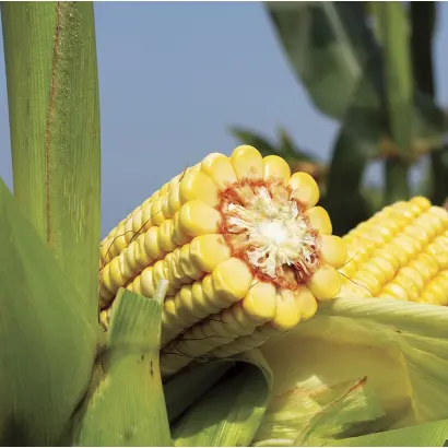 Григорів 270 СВ