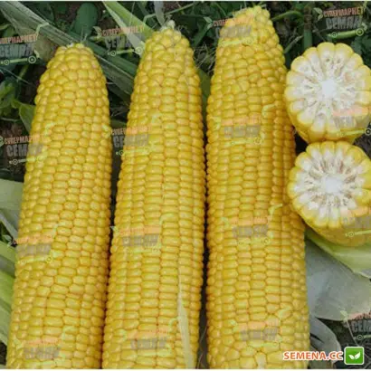 DA Siboney / ДА Сібоні