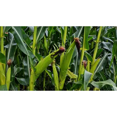 DA Sonka / ДА Сонка