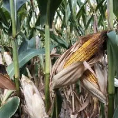 Devolvi CS / Деволві КС