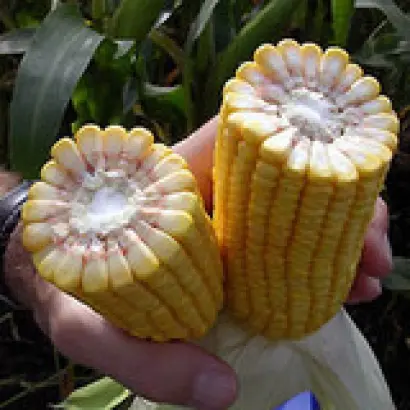 DKC 4626 / ДКС 4626