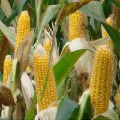 DKC 5783 / ДКС 5783